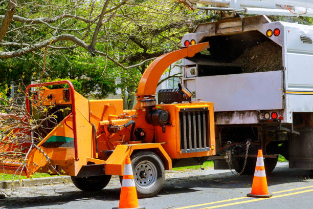 Best Leaf Removal  in Southside, AR