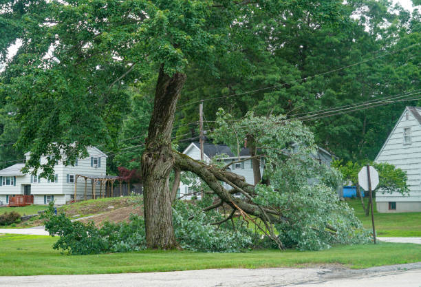 Best Root Management and Removal  in Southside, AR